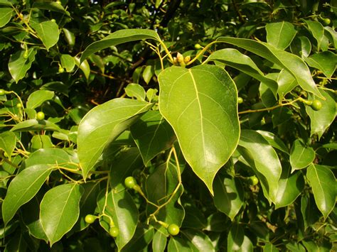 樟樹種子盆栽|2007樟樹Camphor tree Cinnamomum 種子盆栽